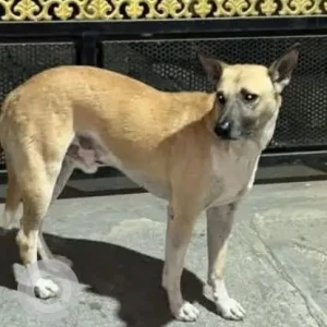 A White-Brown Mix Indie Dog Found from JP Nagar, Venkatadri Layout