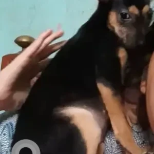 A Black and Brown Indie Dog Missing from Jadavpur, Kolkata-3