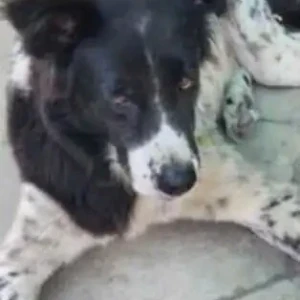 A Black and White Indie Dog Missing from New Delhi-2