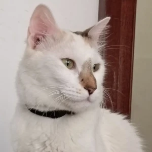 A White Persian Cat Missing from Wagholi, Pune City