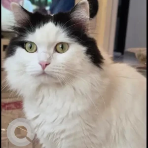 A Black and White Persian Cat Missing from Paper area 3 - Villages