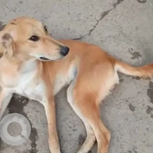 A White-Brown Mix Indie Dog Missing from RK Puram-2