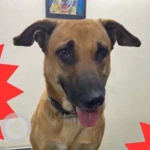 A White-Brown Mix Indie Dog Missing from NDA