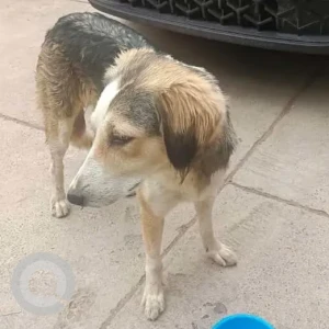 A Black and Brown Indie Dog Missing from Nasir Pur Mandi Road-2