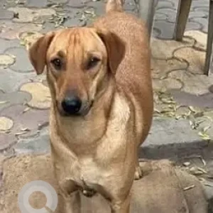 A Brown Indie Dog Missing from Sam and Jitten Boarding, Sector 167,  Noida