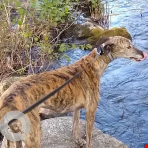 A Dusky Greyhound Dog Missing from West Main St & S Worcester St.