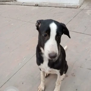 A Black and White Indie Dog Missing from CBD Belapur, Navi Mumbai