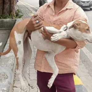 A White-Brown Mix Indie Dog Missing from New Delhi