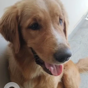 A Golden Golden Retriever Dog Found from Hadosiddapura, Bengaluru