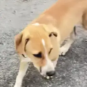 A White-Brown Mix Indie Dog Missing from Hesarghatta-3