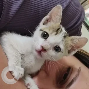 Male Domestic Cat Adoption for Adoption in Mumbai | Navi Mumbai | Thane | Pune