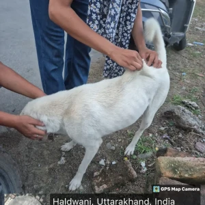 Rabies vaccination-48