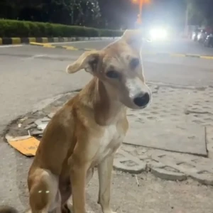 A Brown Indie Dog Missing from DLF drive road sec 53, Gurgaon