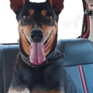 A Black and Brown Indie Dog Missing from Mazal Waddo, Anjuna