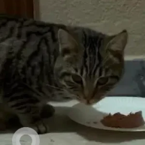 A Black and Brown Domestic Shorthair Cat Found from 32 Street Mirdif-2