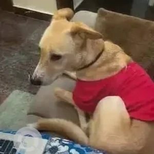 A White-Brown Mix Indie Dog Missing from BTM Layout, Bengaluru