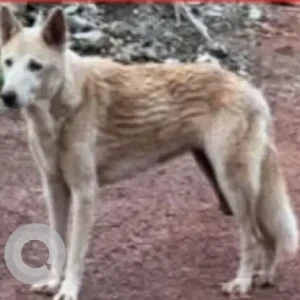 A White-Brown Mix Indie Dog Missing from -2