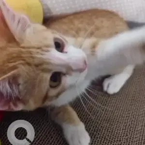 A White-Brown Mix Indie Cat Missing from 54 east parallel, Doddanekundi