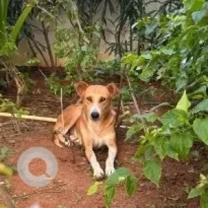 A White-Brown Mix Indie Dog Missing from Mana Capitol, Next to RGA Tech Park, Sarjapura