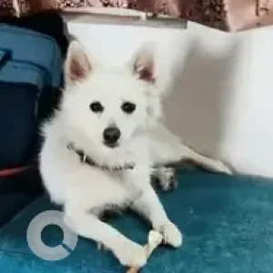 A White Pomeranian Dog Missing from Gottigere-2