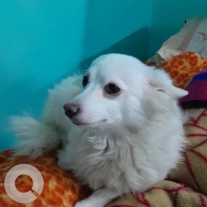 A White Pomeranian Dog Missing from Patel Nagar, New Delhi
