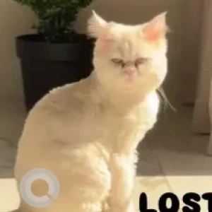 A White Siamese Cat Missing from Dubailand residence complex