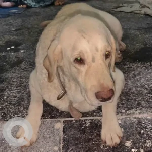 A White Labrador Dog Found from Siva Sai Puram, Hyderabad