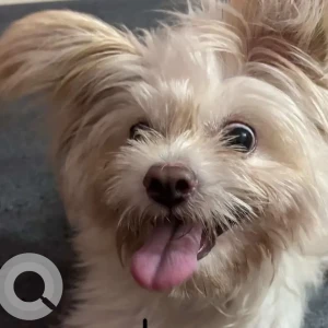 A White-Brown Mix Shih Tzu Dog Missing from C- Sector, Itanagar