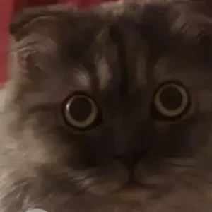 A Black Persian Cat Missing from Al Maireed, Ras Al Khaimah-2