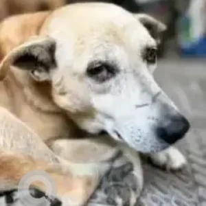 A White-Brown Mix Indie Dog Missing from Shivanna layout, Rajarajeshwari Nagar-2