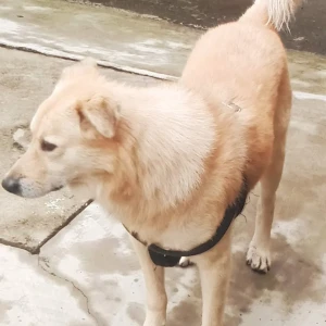 A White Kashmir Mastiff Dog Missing from Pallavaram, Chennai-3