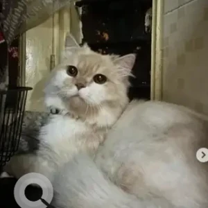 A White Persian Cat Found from Kasturi Nagar, Bengaluru-2