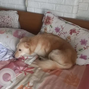 A White-Brown Mix Indie Dog Found from Thane West, Thane-2