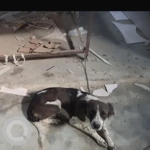 A Black and White Indie Dog Missing from PM in Loni-2