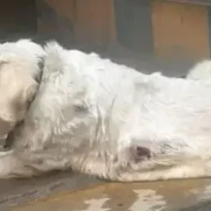 A White Golden Retriever Dog Found from Narayanapura, Bengaluru-2