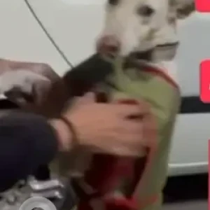 A White Indie Dog Missing from B block, New Moti Nagar-3