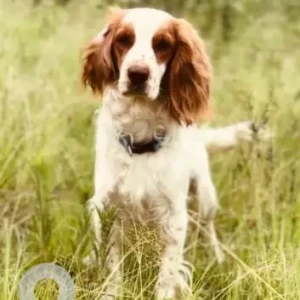 A White-Brown Mix Mix Dog Missing from Mandikatar