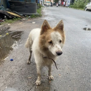 A White-Brown Mix Spitz Dog Found from VGN Mahalakshmi Nagar Arch-3