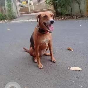 A White-Brown Mix Indie Dog Missing from Nexa showroom on Baner road-2