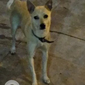 A White-Brown Mix Indie Dog Found from Bengaluru