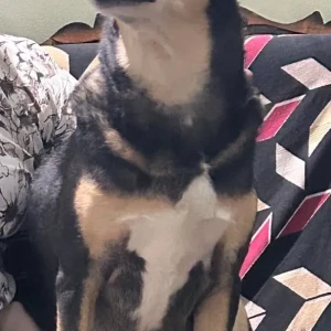 A Black Country breed Dog Missing from Bengaluru-3