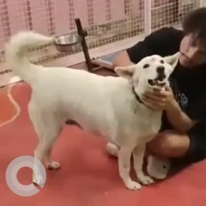 A White Pomeranian-Indie mix Dog Missing from BEML Layout Lake-2