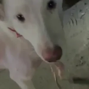 A White Indie Dog Found from Dwarka sector 19, Amberhai-4