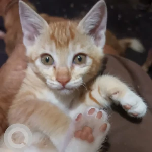 A White-Brown Mix Indie Cat Missing from Porvorim