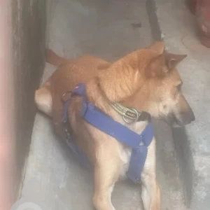 A Brown Indie Dog Found from Kasturi Nagar Coffee
