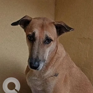 A White-Brown Mix Indie Dog Missing from Chandimandir Cantt, Panchkula