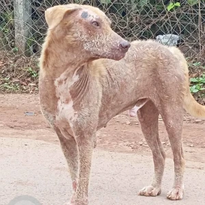 A White-Brown Mix Indie Dog Missing from Porvorim, Porvorim-2