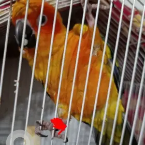 A Orange Sun Conure Bird Found from Bannerghatta Road