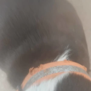 A Black and White Indie Dog Found from Sector 49, Eros malll-2