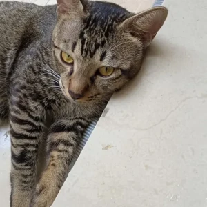 A Grey INDIE grey Tabby Cat Missing from VEDANTA FARMS, Sun City, Ghaziabad-2